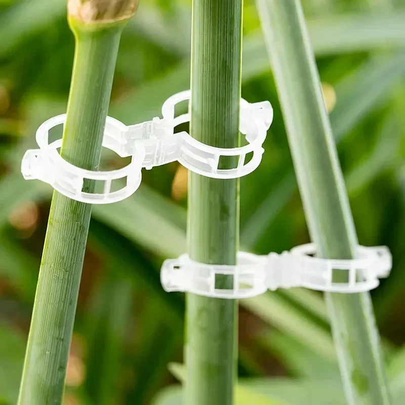 재사용 가능한 포도 나무는 고정 클립을 연결합니다. 등 - Vine Climbing Plastic 리뷰 및 가격