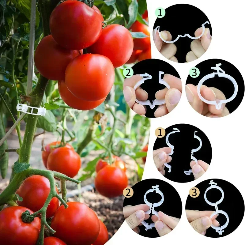 재사용 가능한 포도 나무는 고정 클립을 연결합니다. 등 - Vine Climbing Plastic 리뷰 및 가격