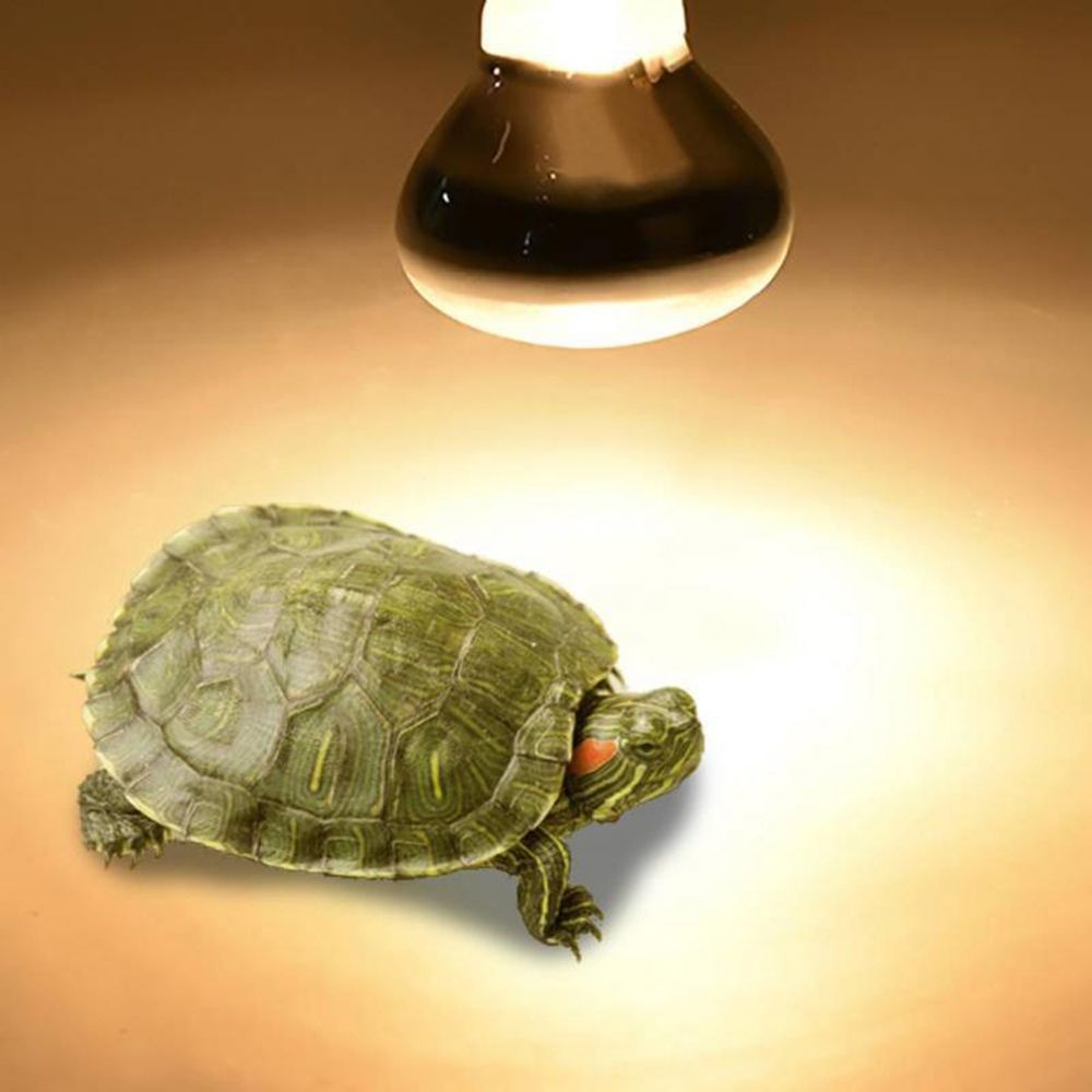 거북이 온도 조절기 히트 램프 햇빛 조명 할로겐 전구  - Basking Bulb Halogen 리뷰 및 가격